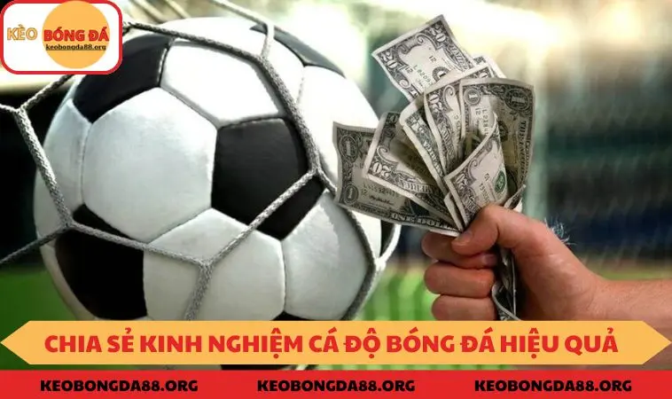 Tổng hợp các kinh nghiệm soi kèo cá độ bóng đá hiệu quả